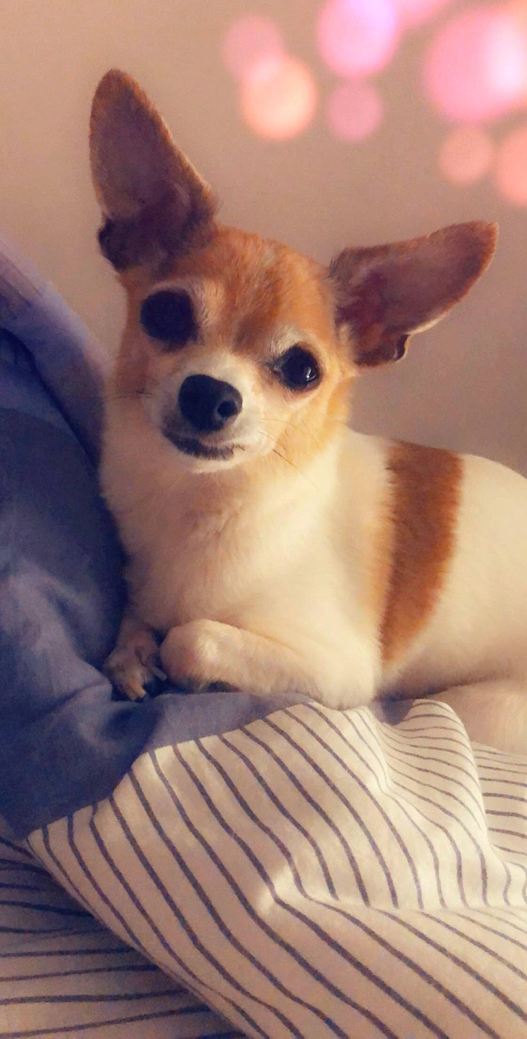 Guapa participe au concours pour gagner de l'argent avec cette photo : ancient_dog_breeds, canidae, cardigan_welsh_corgi, carnivore, chihuahua, companion_dog, corgi_chihuahua, dog, dog_breed, ear, fawn, mammal, miniature_fox_terrier, puppy, snout, teddy_roosevelt_terrier, toy_dog, toy_fox_terrier, vertebrate, whiskers