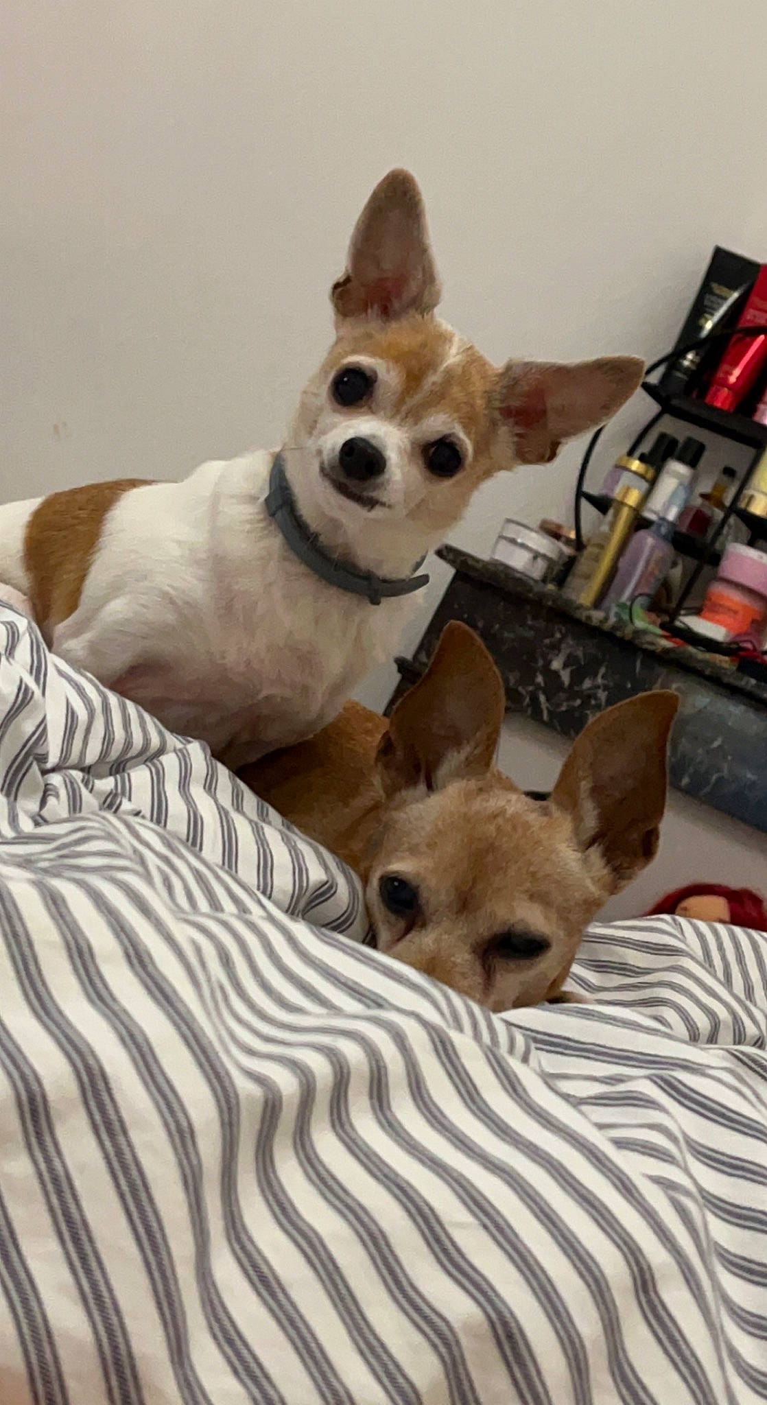 Guapa participe au concours pour gagner de l'argent avec cette photo : canidae, carnivore, comfort, companion_dog, dog, dog_breed, dog_supply, fawn, fur, linens, non_sporting_group, paw, puppy, snout, sporting_group, tail, terrestrial_animal, toy_dog, whiskers, working_animal