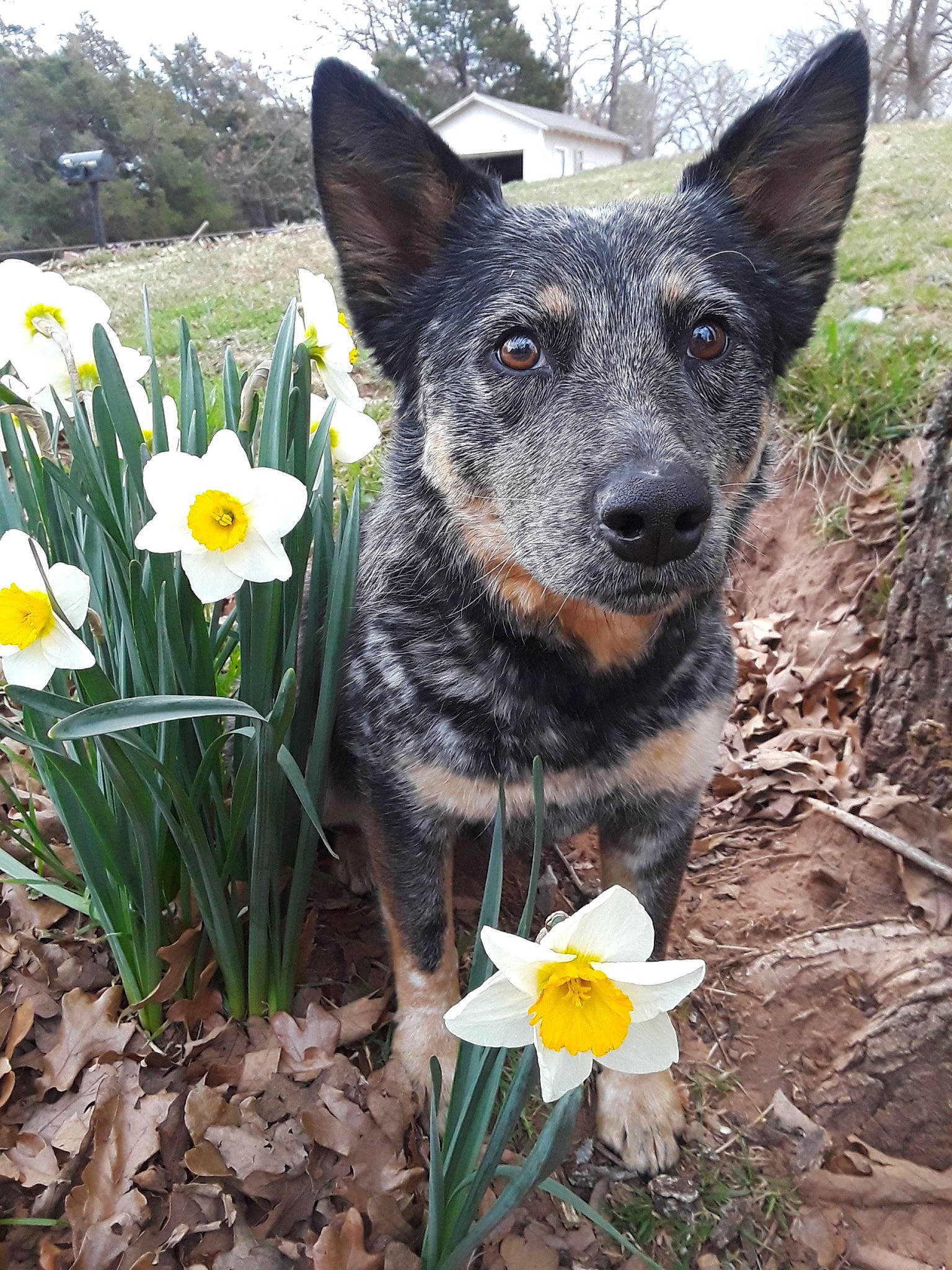 Lacey is registered to the contest to win money with this photo: annual_plant, australian_cattle_dog, canidae, carnivore, companion_dog, dog, dog_breed, fawn, flower, flowering_plant, grass, groundcover, herding_dog, petal, plant, sky, snout, sporting_group, terrestrial_plant, working_animal