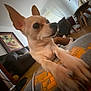 Coco is registered to the contest to win money with this photo: dog, small_dog, ears, paws, blanket, living_room, couch, framed_picture, television, floor, wood_floor, window, curtains, table, chair, indoor, pet, animal, cozy, casual