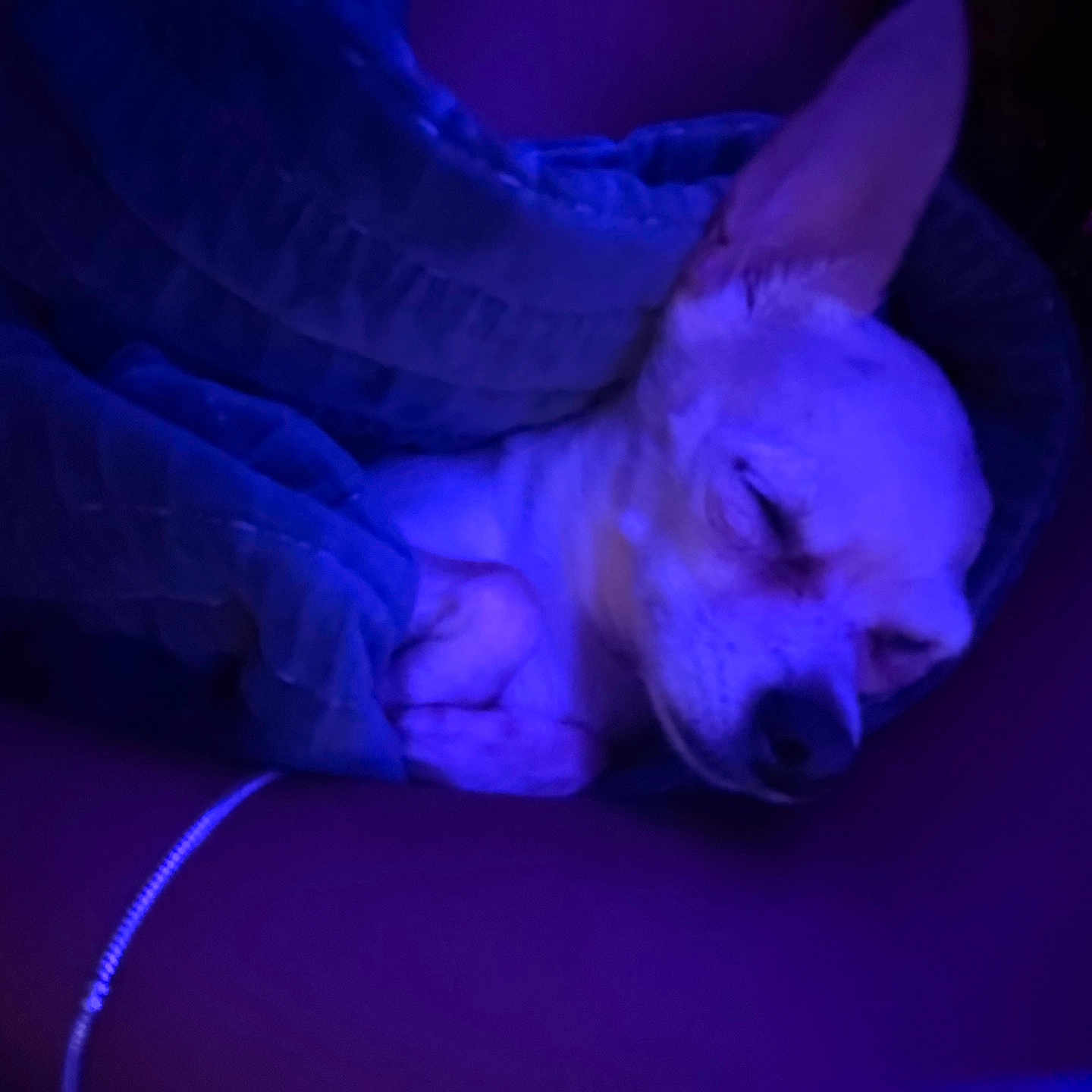 Coco is registered to the contest to win money with this photo: animal, blanket, canine, closed_eyes, comfort, cozy, cute, dog, fur, indoors, peaceful, pet, purple_light, quiet, relaxation, resting, sleeping, small_dog, snuggled, wrapped