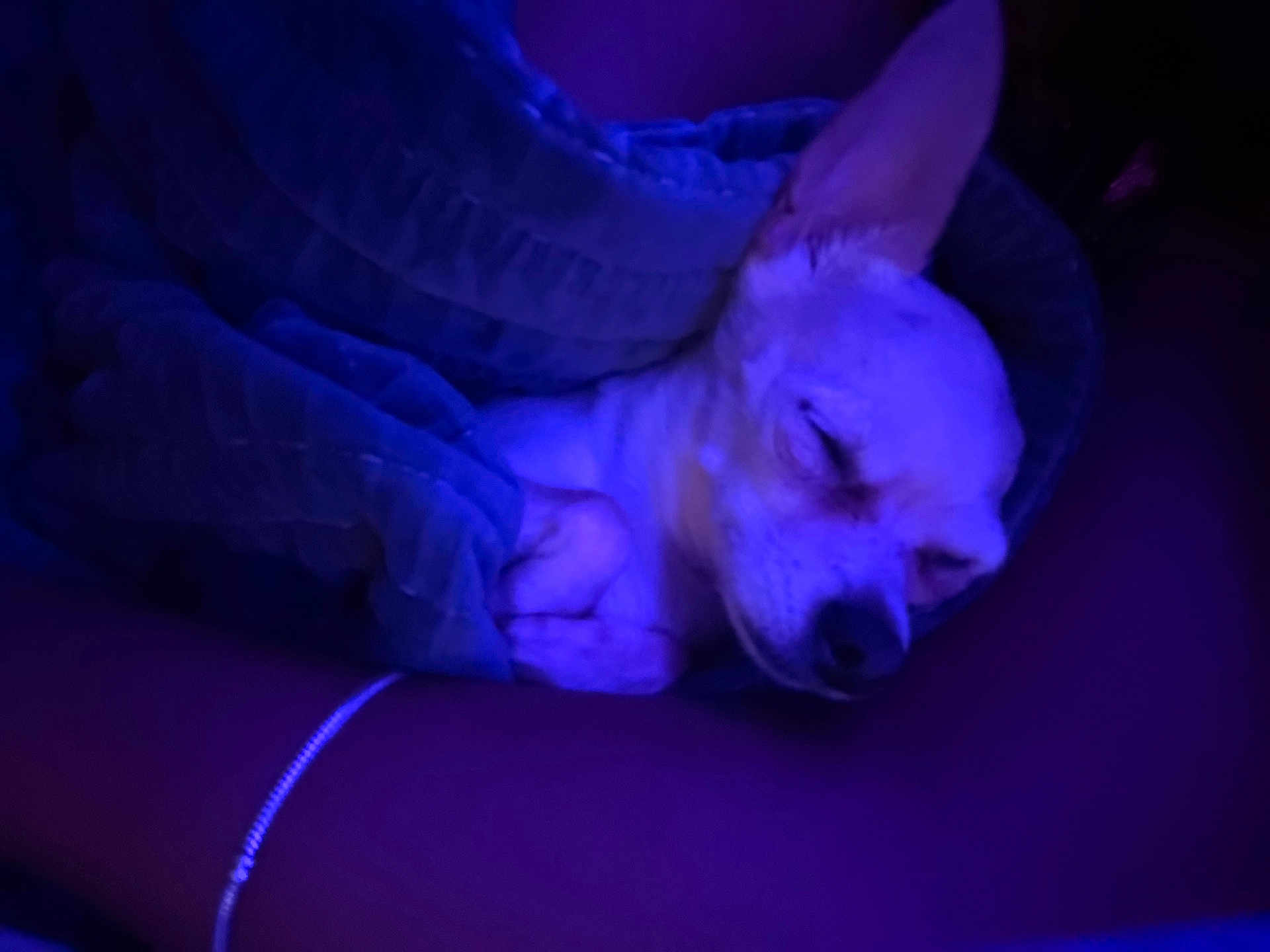 Coco is registered to the contest to win money with this photo: dog, sleeping, blanket, cozy, indoors, pet, resting, purple_light, fur, closed_eyes, small_dog, canine, comfort, relaxation, animal, cute, snuggled, quiet, peaceful, wrapped