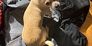 Coco is registered to the contest to win money with this photo: chihuahua, dog, small_dog, pet, indoor, wooden_floor, clothing, pile_of_clothes, tan, sunlight, shadow, looking_up, ears_up, cute, animal, domestic_animal, floor, messy, casual, cozy