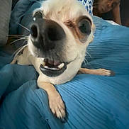 Coco is registered to the contest to win money with this photo: dog, close_up, nose, blanket, blue, person, resting, indoor, bed, paw, smiling, face, animal, pet, canine, funny, distorted, blurred_background, cozy, relaxed