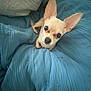 Coco joined the competition — help win amazing prizes! dog, chihuahua, small_dog, pet, animal, ears, blanket, blue_blanket, cozy, cute, indoor, resting, fur, face, looking_up, companion, cute_pet, domestic_animal, bed, relaxed