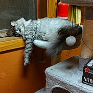 Toby joined the competition — help win amazing prizes! cat, sleeping_cat, fluffy_cat, gray_cat, windowsill, cat_tree, dangling_toy, pom_pom, orange_wall, fire_extinguisher, nitrile_gloves_box, indoor, cozy, fur, paw, whiskers, relaxed, pet, wood_window_frame, soft_furniture