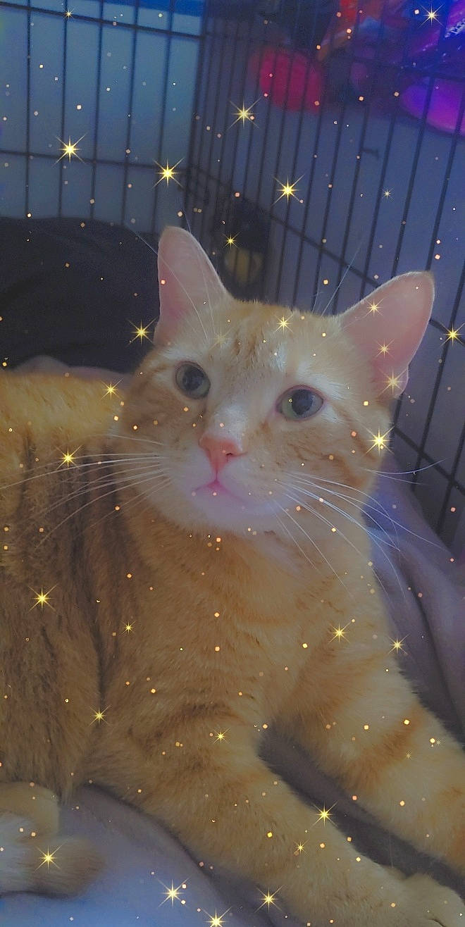 Gingie joined the competition — help win amazing prizes! carnivore, cat, domestic_short_haired_cat, fawn, felidae, fur, iris, night, small_to_medium_sized_cats, snout, space, tail, whiskers