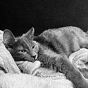 Berlioz participe au concours pour gagner de l'argent avec cette photo : cat, feline, pet, resting, blanket, soft, cozy, fur, animal, cute, sleepy, indoor, relaxed, black_and_white, texture, laying, whiskers, ears, portrait, closeup