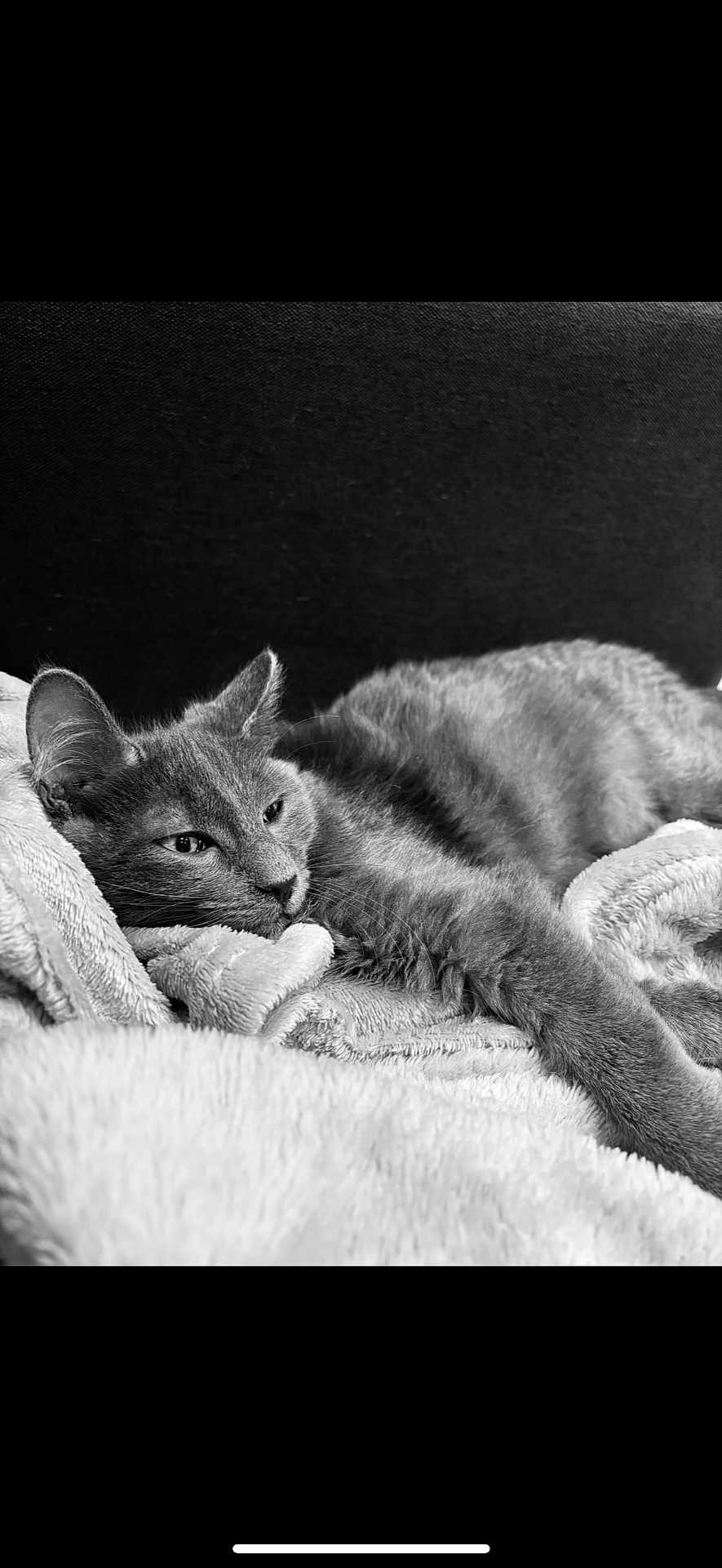 Berlioz participe au concours pour gagner de l'argent avec cette photo : cat, feline, pet, resting, blanket, soft, cozy, fur, animal, cute, sleepy, indoor, relaxed, black_and_white, texture, laying, whiskers, ears, portrait, closeup