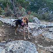 Malia participe au concours pour gagner de l'argent avec cette photo : dog, outdoor, nature, rock, trail, mountain, tree, greenery, animal, pet, tongue_out, collar, adventure, landscape, sky, happy, walking, canine, forest, summer