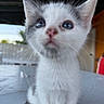 Griffith joined the competition — help win amazing prizes! kitten, cat, close_up, blurred, fur, blue_eyes, curious, outdoor, table, whiskers, pet, animal, young, small, cute, domestic_animal, portrait, feline, soft_focus, background_blur