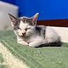 Griffith is registered to the contest to win money with this photo: kitten, cat, sleeping, pet, animal, indoor, cozy, blanket, green, white, grey, fur, ears, nap, cute, young, resting, soft, closeup, bedroom
