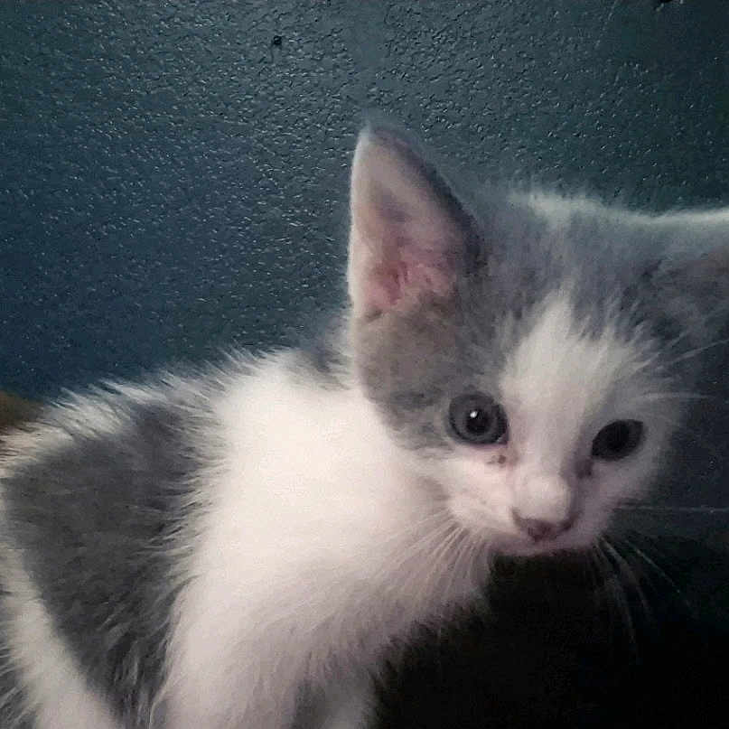 Griffith is registered to the contest to win money with this photo: kitten, cat, gray, white, fur, animal, pet, indoor, curious, young, face, whiskers, ears, closeup, texture, wall, background, portrait, feline, cute
