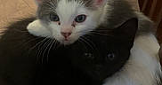Griffith joined the competition — help win amazing prizes! kitten, cat, black_cat, white_cat, snuggling, cute, pets, animal, fur, whiskers, ears, bed, quilted, cozy, sleeping_area, domestic_animal, friendship, young_cat, indoor, resting
