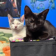 Griffith is registered to the contest to win money with this photo: black_cat, white_cat, kitten, bed, marker, pencil_case, blue_wall, dreamcatcher, indoor, cute, pet, animal, feline, resting, colorful, cozy, soft, closeup, young, playful