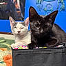 black_cat, white_cat, kitten, bed, marker, pencil_case, blue_wall, dreamcatcher, indoor, cute, pet, animal, feline, resting, colorful, cozy, soft, closeup, young, playful