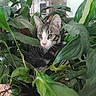 cat, kitten, tabby, white_fur, animal, pet, portrait, face, eyes, ears, whiskers, indoor, houseplants, greenery, foliage, potted_plants, hiding, curious, close_up, home