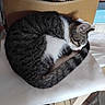 cat, tabby_cat, white_cat, sleeping, curled_up, pet, animal, furry, whiskers, ears, tail, paws, striped_fur, black_and_white, indoors, table, recycling_bin, household, nap, cozy