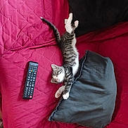 Balboa participe au concours pour gagner de l'argent avec cette photo : cat, kitten, tabby, sleeping, lying_down, pet, animal, couch, sofa, pillow, remote_control, television, indoor, furniture, pink, black, white, striped, relaxed, cute