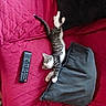 cat, kitten, tabby, sleeping, lying_down, pet, animal, couch, sofa, pillow, remote_control, television, indoor, furniture, pink, black, white, striped, relaxed, cute