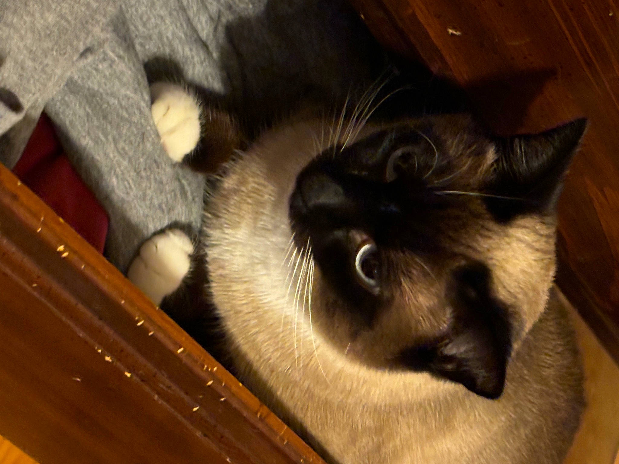 Phoebe is registered to the contest to win money with this photo: balinese, box, carnivore, cat, claw, comfort, domestic_short_haired_cat, fawn, felidae, fur, hardwood, paw, siamese, small_to_medium_sized_cats, snout, tail, thai, tonkinese, whiskers, wood