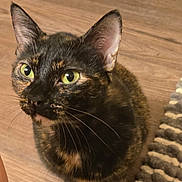 Aurora joined the competition — help win amazing prizes! cat, tortoiseshell, feline, pet, indoor, hardwood_floor, whiskers, ears, green_eyes, portrait, close_up, domestic_cat, curious, sitting, fur, paws, rug, gaze, animal, home