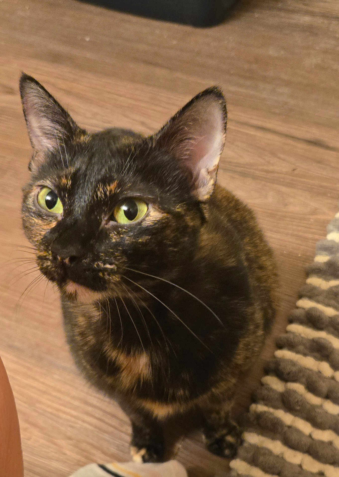 Aurora joined the competition — help win amazing prizes! cat, tortoiseshell, feline, pet, indoor, hardwood_floor, whiskers, ears, green_eyes, portrait, close_up, domestic_cat, curious, sitting, fur, paws, rug, gaze, animal, home