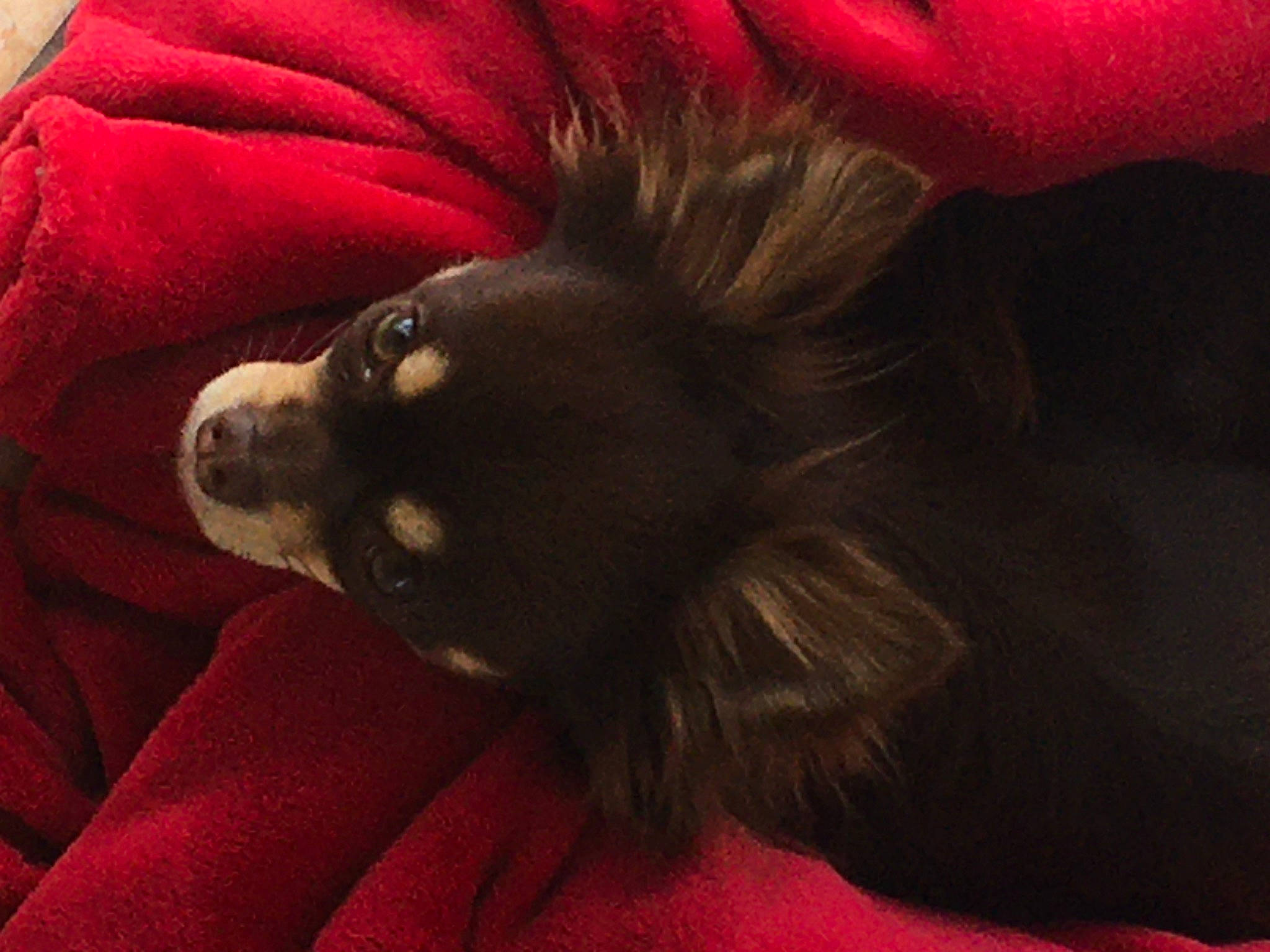 Charly participe au concours pour gagner de l'argent avec cette photo : canidae, carnivore, comfort, companion_dog, dog, dog_breed, dog_supply, ear, fawn, fur, german_spitz, liver, non_sporting_group, puppy, red, snout, sporting_group, toy_dog, whiskers, working_animal