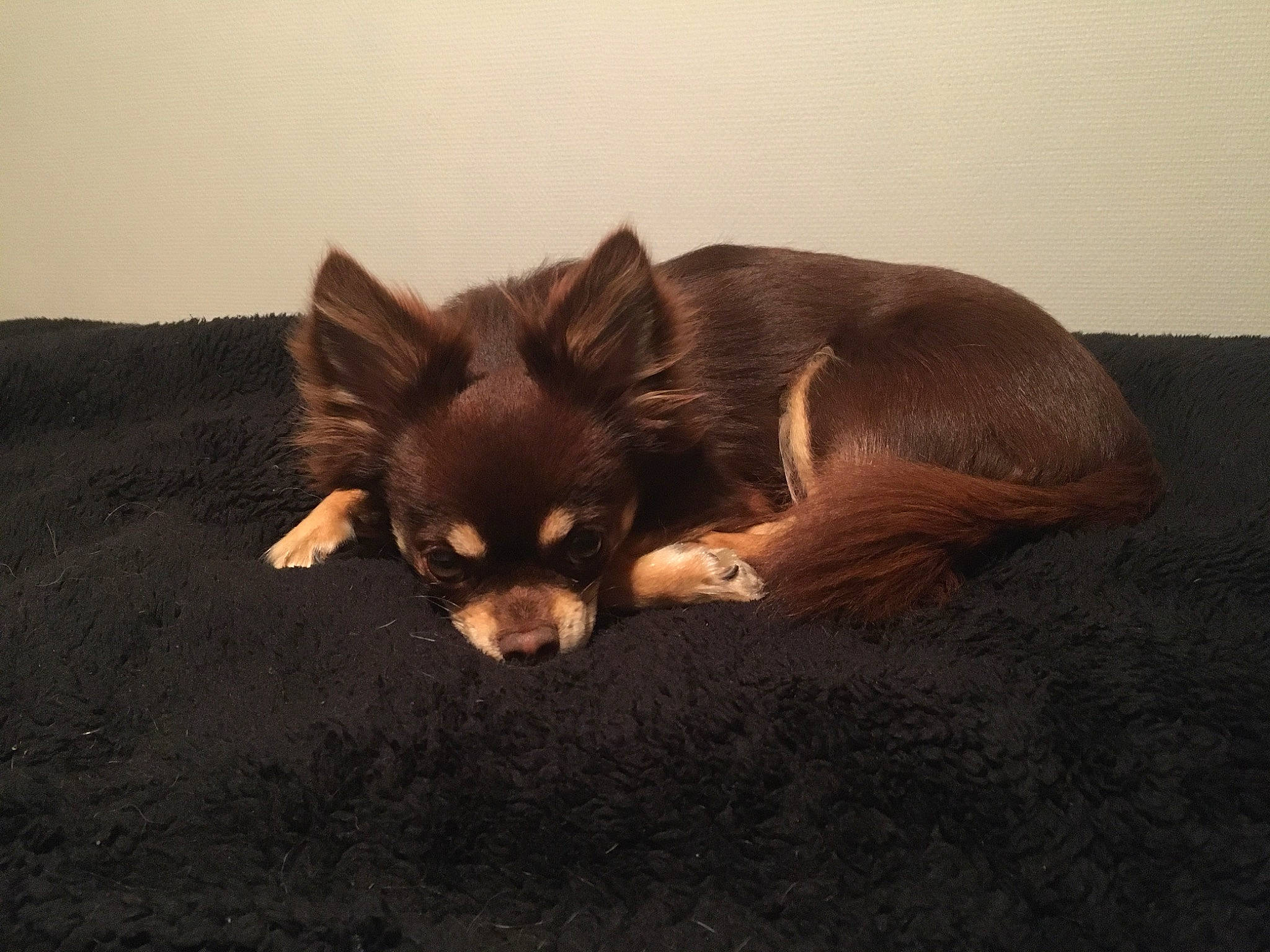 Charly participe au concours pour gagner de l'argent avec cette photo : brown, canidae, carnivore, chihuahua, companion_dog, corgi_chihuahua, dog, dog_breed, ear, fawn, fur, liver, non_sporting_group, russkiy_toy, sporting_group, terrestrial_animal, toy_dog, whiskers, working_animal