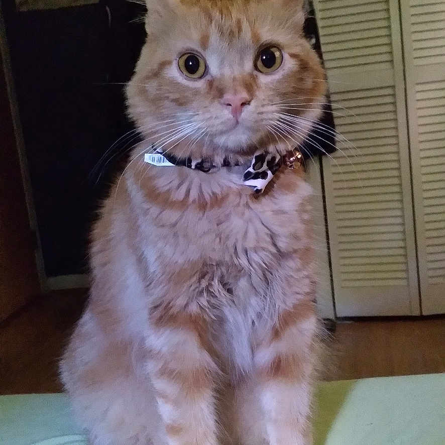 Gracie is registered to the contest to win money with this photo: bed, bell, bow, cat, closet, collar, door, ears, feline, floor, fur, furniture, home, indoor, orange_tabby, pet, poster, sitting, whiskers, wide_eyes