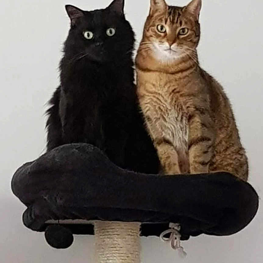 Gloups Guizmo participe au concours pour gagner de l'argent avec cette photo : cat, black_cat, orange_tabby, cat_tree, pet, animal, feline, indoor, sitting, looking, cute, domestic_cat, fur, whiskers, ears, eyes, portrait, companions, resting, house_pet