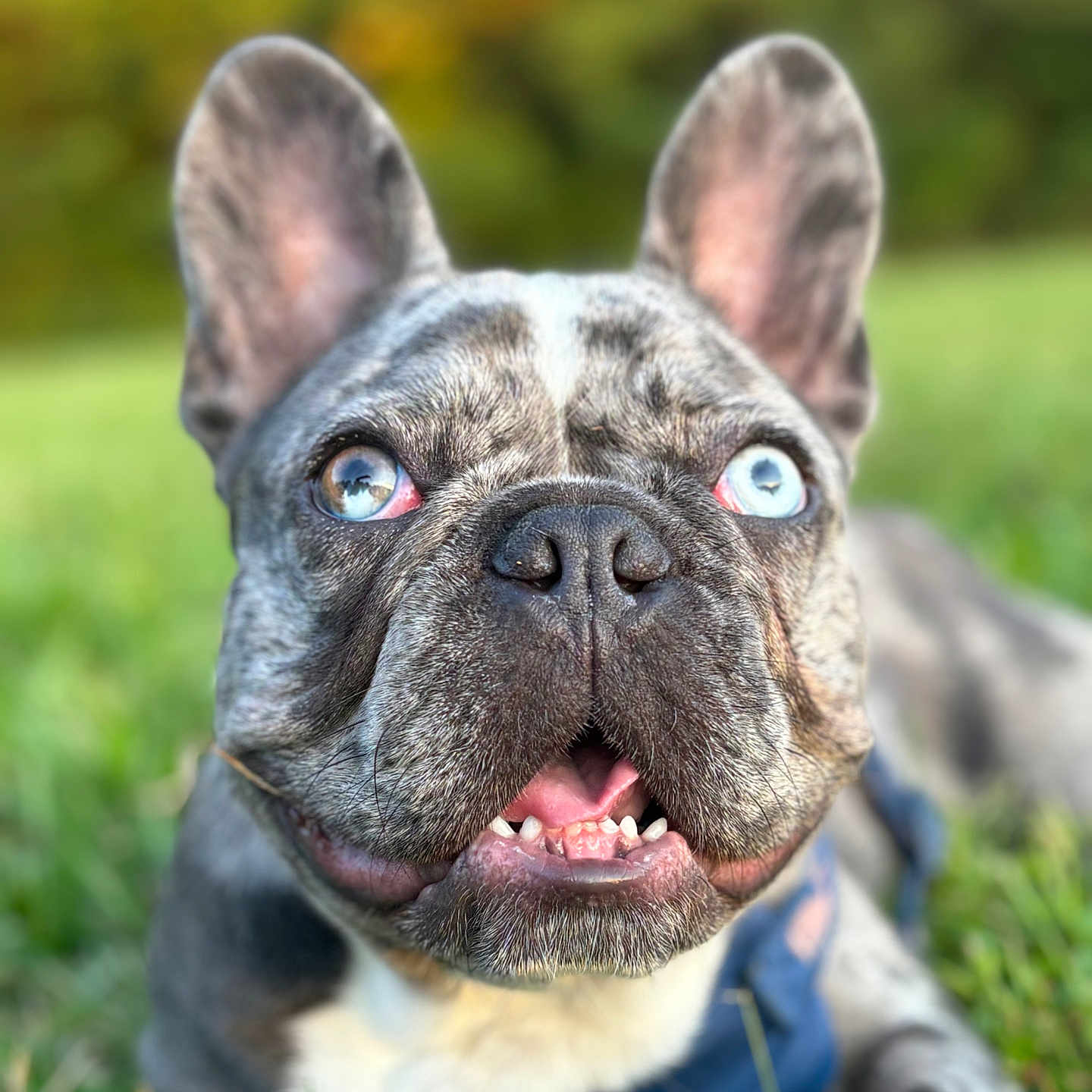 Cayenne is registered to the contest to win money with this photo: animal, boxer, bulldog, canine, dog, frenchbulldog, pet, pitbull, puppy, snout