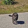 Bingo Lopez joined the competition — help win amazing prizes! alone, animal, cat, daytime, feline, garden, grass, gray_cat, green_plant, leaves, nature, outdoor, paved_path, pet, quiet, shadow, sidewalk, summer, sunlight, walking