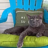 Bingo Lopez joined the competition — help win amazing prizes! animal, blue_chair, cat, chair, cozy, cute, domestic, feline, furniture, gray_cat, green_cushion, green_pillow, home, indoor, pet, portrait, relaxed, resting, text_on_pillow, yellow_eyes