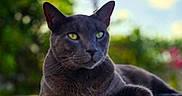 Bingo Lopez is registered to the contest to win money with this photo: animal, blurred_background, cat, close_up, domestic_cat, ears, feline, glass_surface, gray_cat, greenery, mammal, nature, outdoor, pet, portrait, relaxed, resting, sunlight, whiskers, yellow_eyes