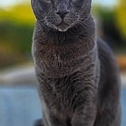 Bingo Lopez is registered to the contest to win money with this photo: alert, animal, blurred_background, calm, cat, closeup, daylight, ears, feline, fur, gray_cat, mammal, nature, outdoor, pet, portrait, sitting, whiskers, wildlife, yellow_eyes