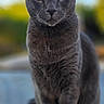 alert, animal, blurred_background, calm, cat, closeup, daylight, ears, feline, fur, gray_cat, mammal, nature, outdoor, pet, portrait, sitting, whiskers, wildlife, yellow_eyes