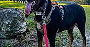 Ozzy Lopez joined the competition — help win amazing prizes! alert, animal, canine, collar, daytime, doberman, dog, grass, harness, leash, nature, outdoor, park, pet, rock, standing, sunlight, tongue_out, trees, walking
