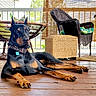 Ozzy Lopez is registered to the contest to win money with this photo: alert, animal, calm, canine, collar, doberman, dog, domestic_animal, ears_up, furniture, ottoman, outdoor, paw, pet, porch, relaxing, resting, sunlight, wicker_chair, wooden_floor