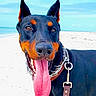 Ozzy Lopez joined the competition — help win amazing prizes! animal, beach, black_and_tan, canine, close_up, collar, doberman, dog, ears_up, happy, leash, nature, outdoor, pet, portrait, sand, sky, summer, sunny, tongue_out