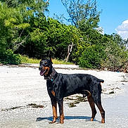 Ozzy Lopez is registered to the contest to win money with this photo: alert, animal, beach, blue_sky, canine, collar, daytime, doberman, dog, greenery, landscape, nature, outdoor, pet, sand, standing, summer, sunny, trees, water