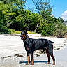 alert, animal, beach, blue_sky, canine, collar, daytime, doberman, dog, greenery, landscape, nature, outdoor, pet, sand, standing, summer, sunny, trees, water