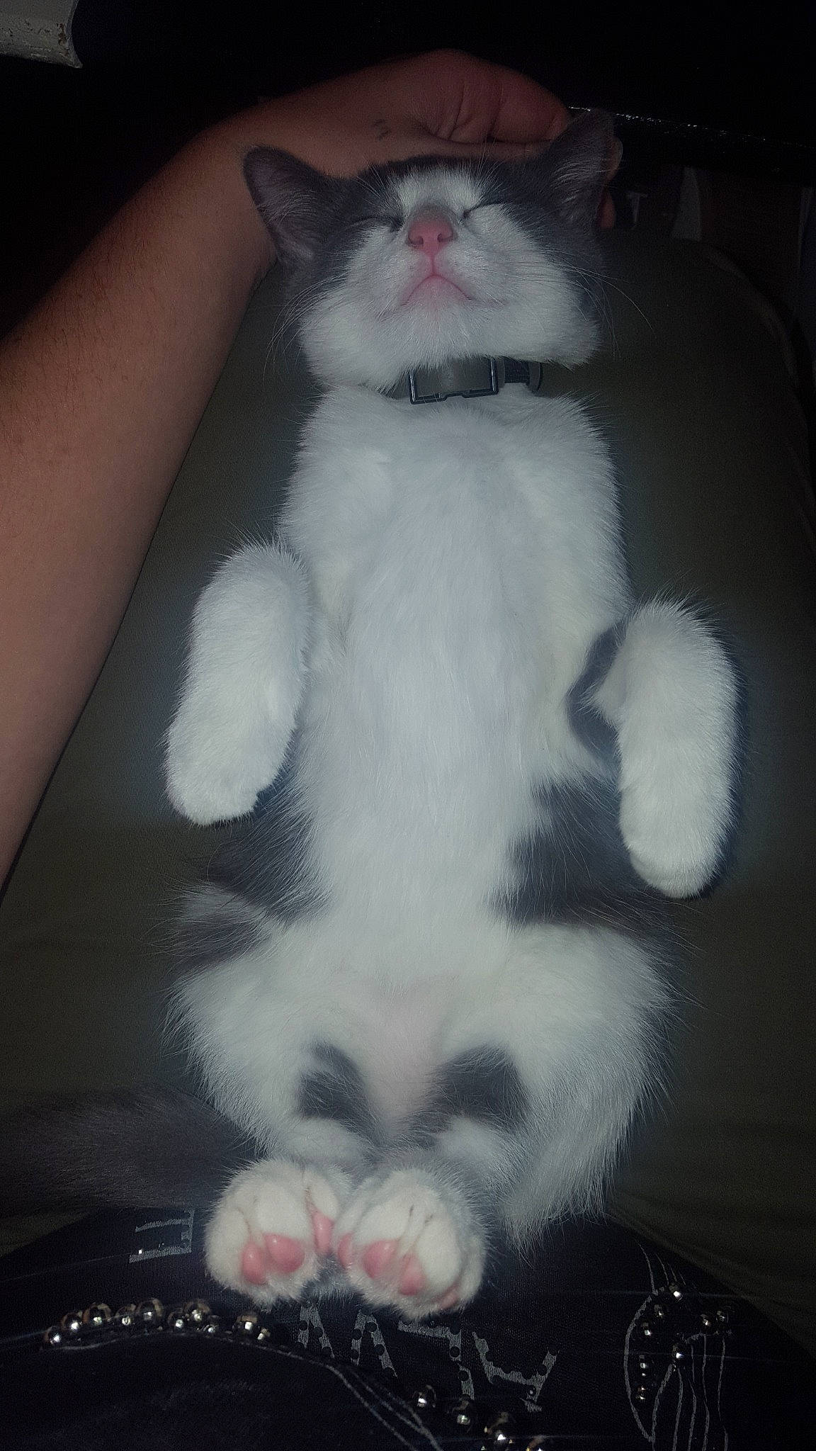 Panzer a rejoint le concours — aidez-le/la à gagner de superbes lots !