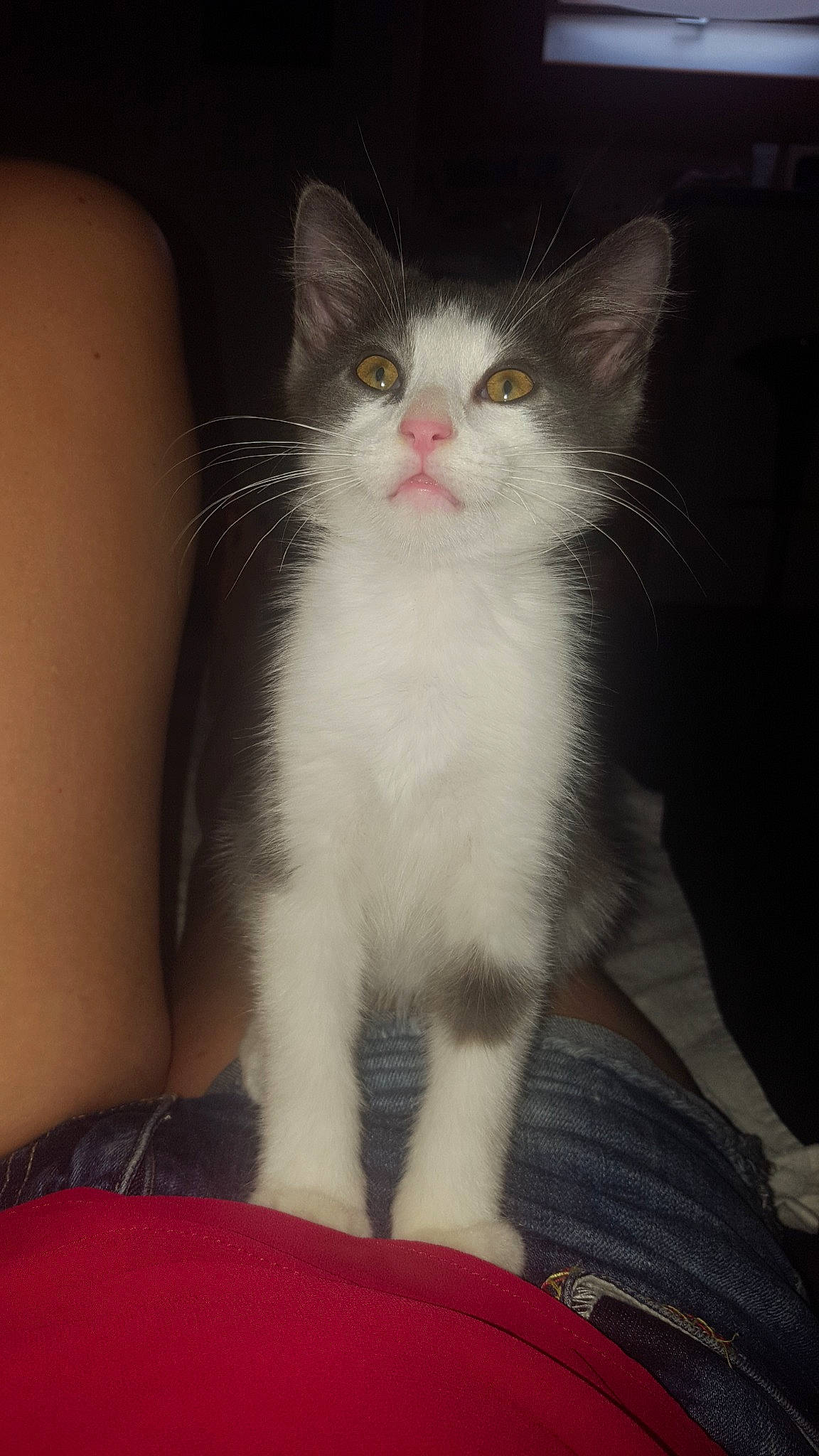 Panzer participe au concours pour gagner de l'argent avec cette photo : aegean_cat, american_wirehair, asian, carnivore, cat, domestic_long_haired_cat, domestic_short_haired_cat, felidae, kitten, mammal, norwegian_forest_cat, polydactyl_cat, small_to_medium_sized_cats, turkish_angora, vertebrate, whiskers