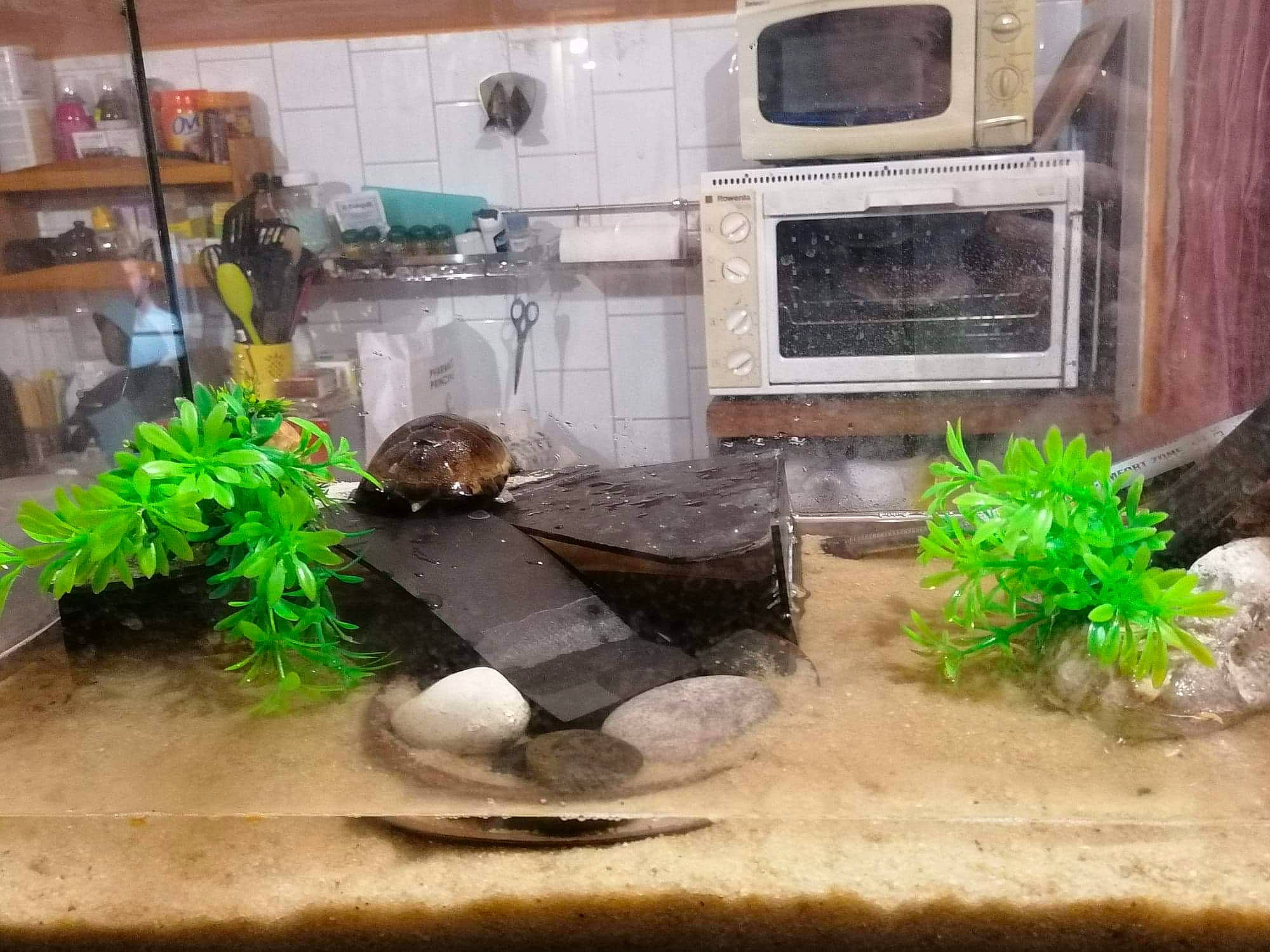 Squiz a rejoint le concours — aidez-le/la à gagner de superbes lots ! aquatic_plant, herb, house, houseplant, interior_design, plant, room, table, vegetarian_food