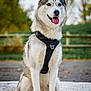 dog, husky, sitting, outdoor, harness, animal, pet, canine, fur, tongue, happy, nature, greenery, trees, pavement, portrait, daylight, ears, face, muzzle