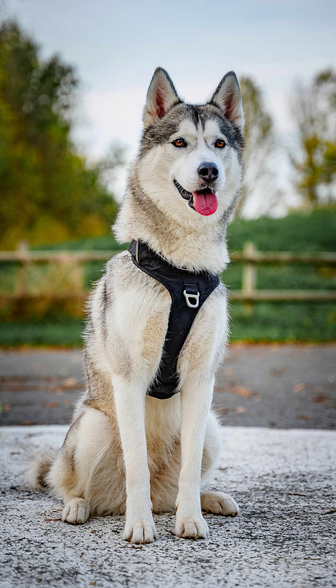 Saïka participe au concours pour gagner de l'argent avec cette photo : dog, husky, sitting, outdoor, harness, animal, pet, canine, fur, tongue, happy, nature, greenery, trees, pavement, portrait, daylight, ears, face, muzzle