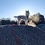 Saïka participe au concours pour gagner de l'argent avec cette photo : animal, blue_sky, cold, dog, gravel, husky, leash, leash_rope, mist, morning, nature, outdoor, pet, rock, shadow, silhouette, sky, standing, sunlight, trees
