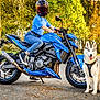 animal, autumn, blue_shirt, dog, greenery, harness, helmet, jeans, motorcycle, nature, outdoor, park, paved_road, person, siberian_husky, sneakers, sunlight, transportation, trees, vehicle