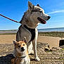Saïka participe au concours pour gagner de l'argent avec cette photo : animal, beach, canine, cute, daytime, dog, fur, happy, husky, leash, nature, outdoor, pet, portrait, rock, sea, shiba_inu, sitting, sky, sunlight